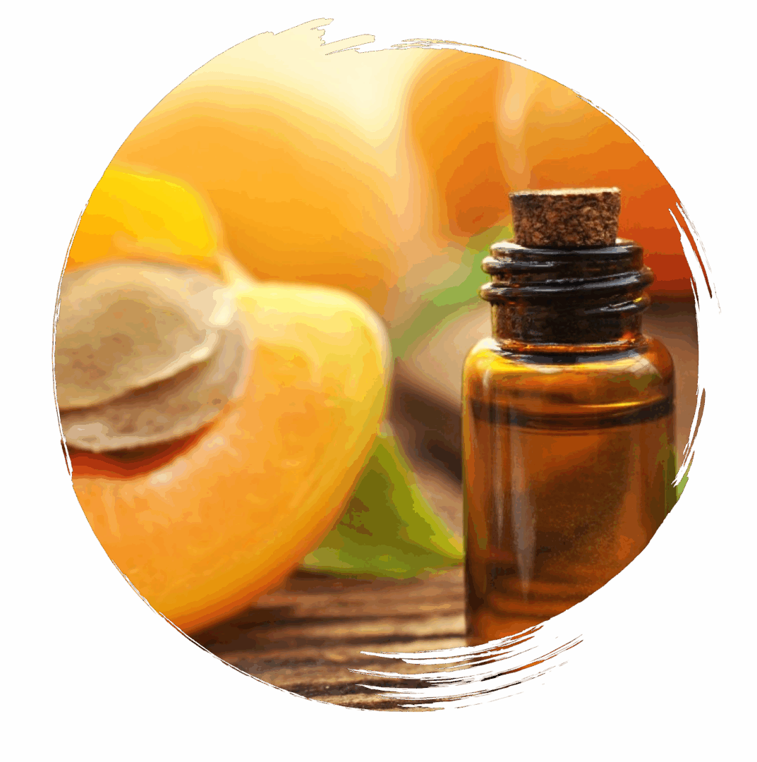 Apricot oil bottle with fresh apricots.